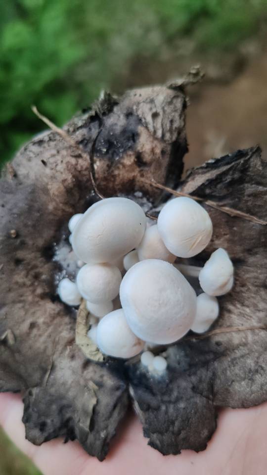 星孢寄生菌