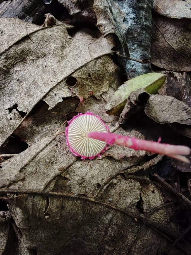 囊小伞属一种