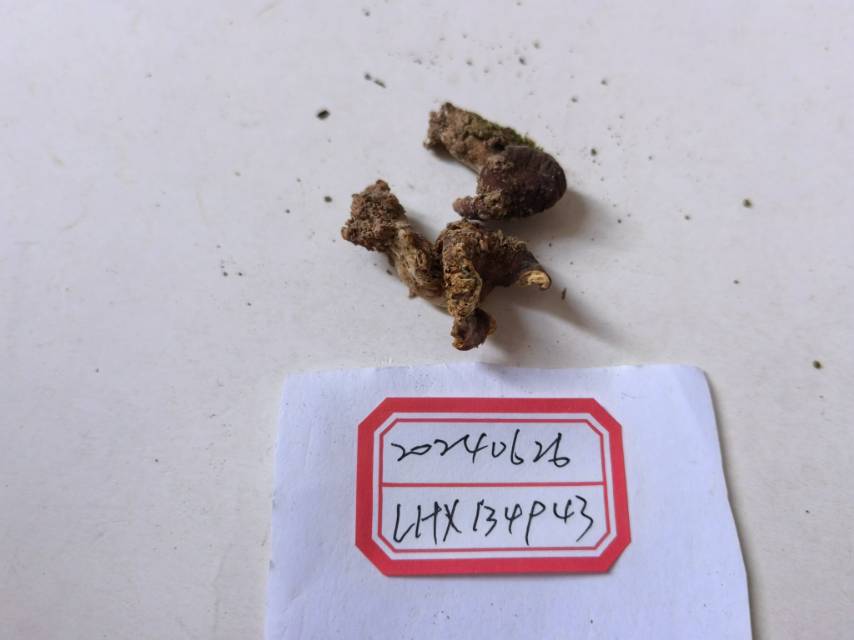 亚黑紫红菇