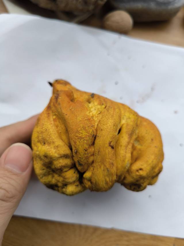 标本图片