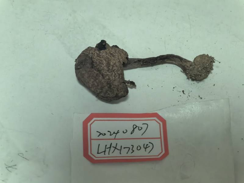 双环蘑菇