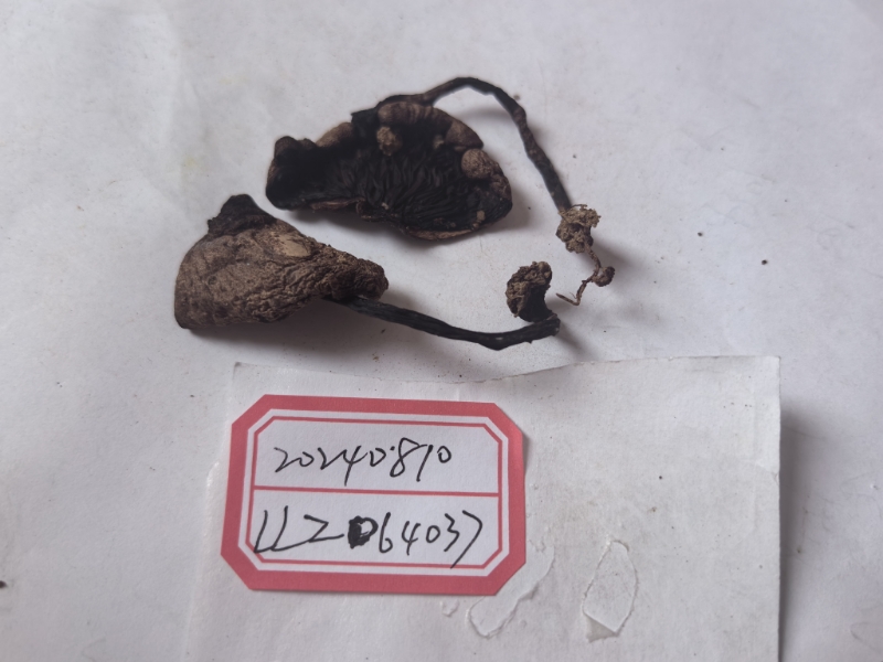 双环蘑菇