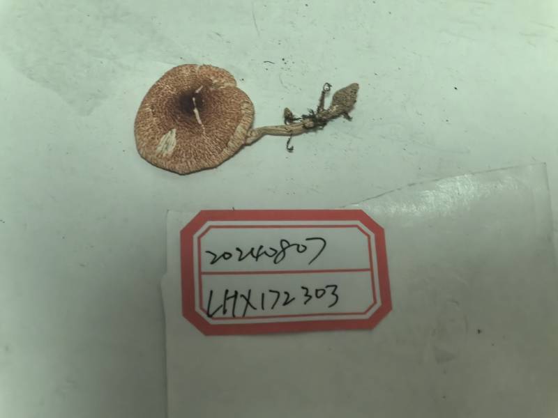 近似种