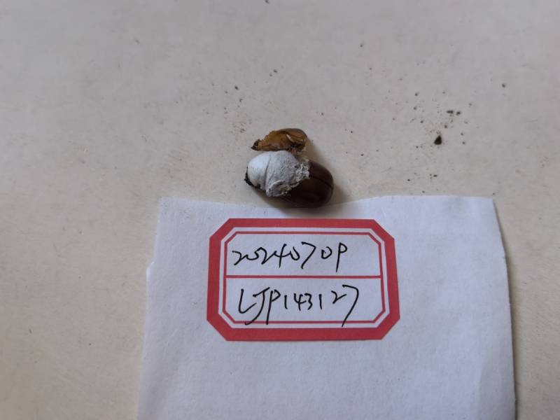 虫生真菌