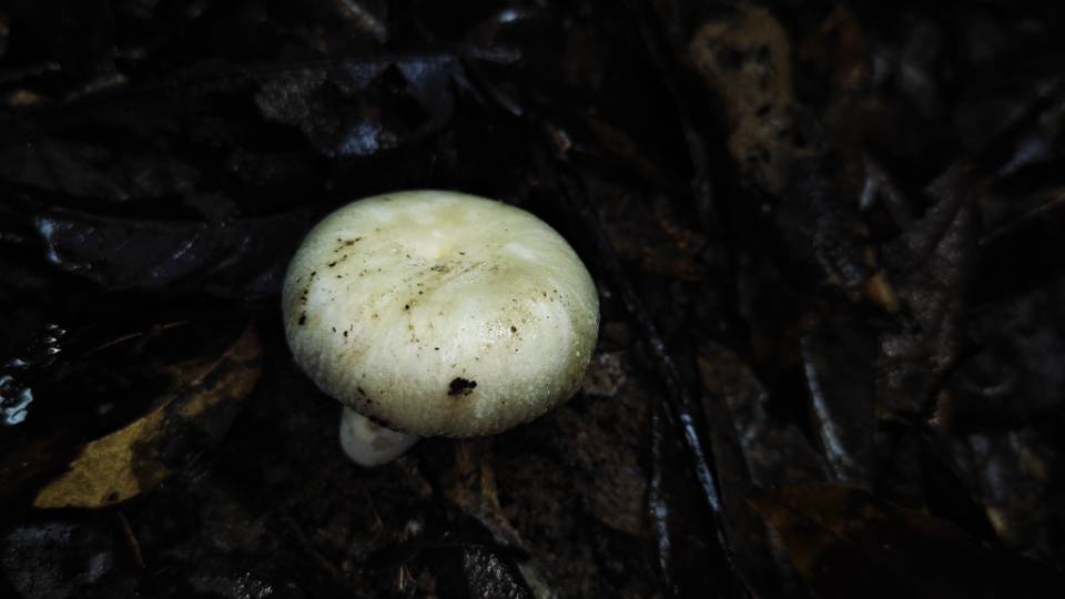 白灰红菇