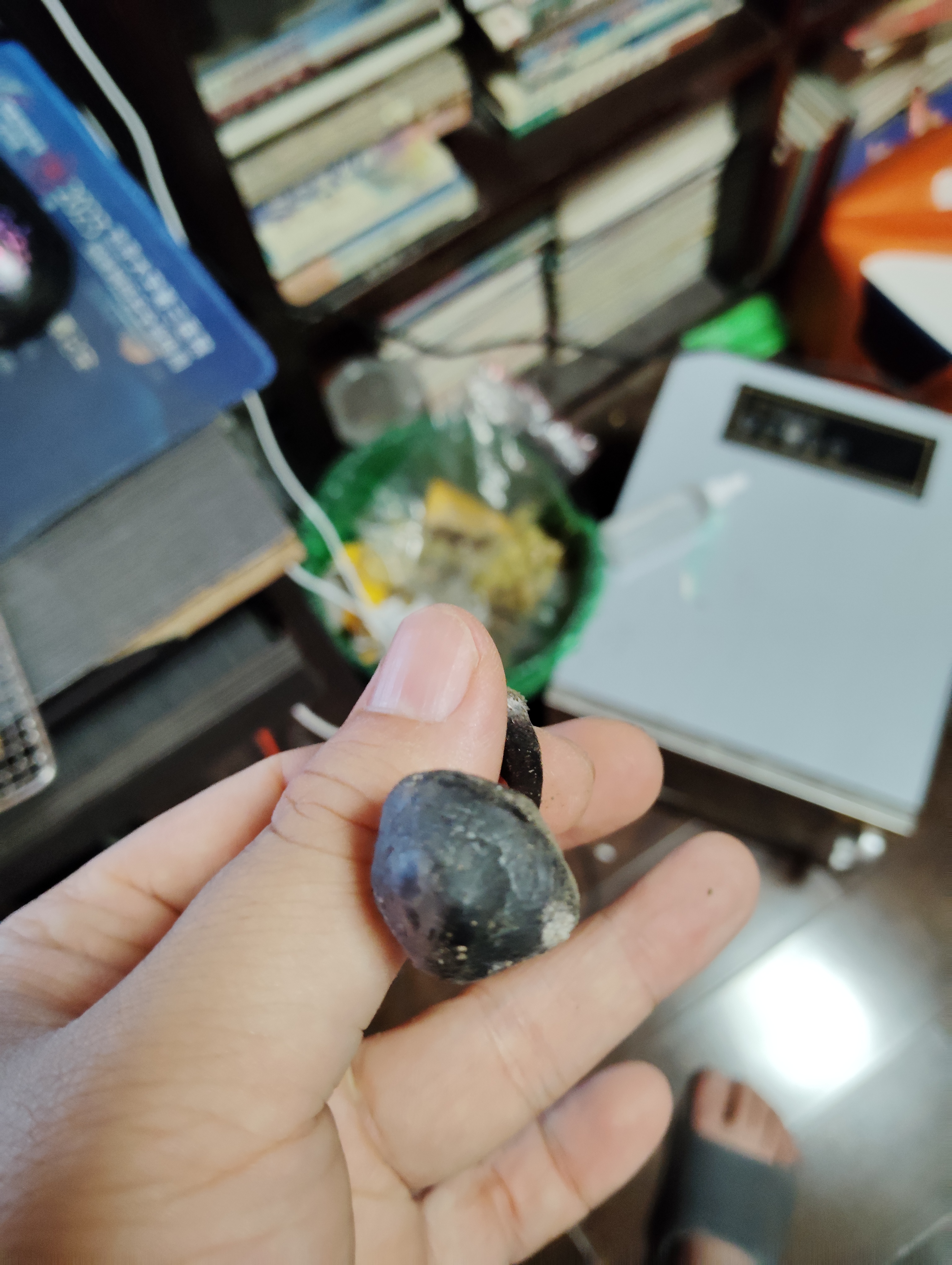 标本图片
