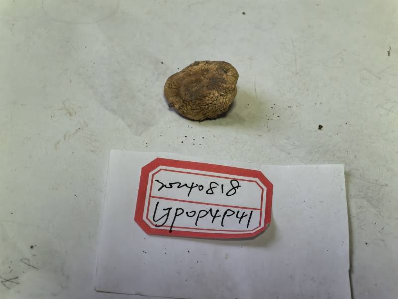 白灰红菇