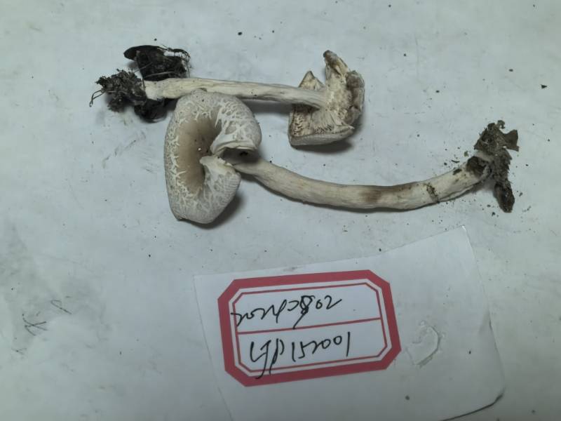 栲裂皮红菇