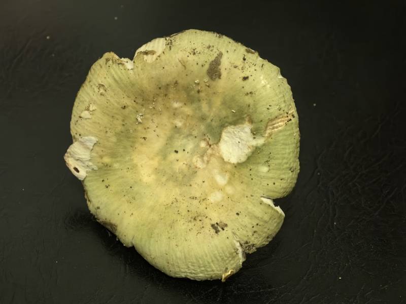 金绿红菇
