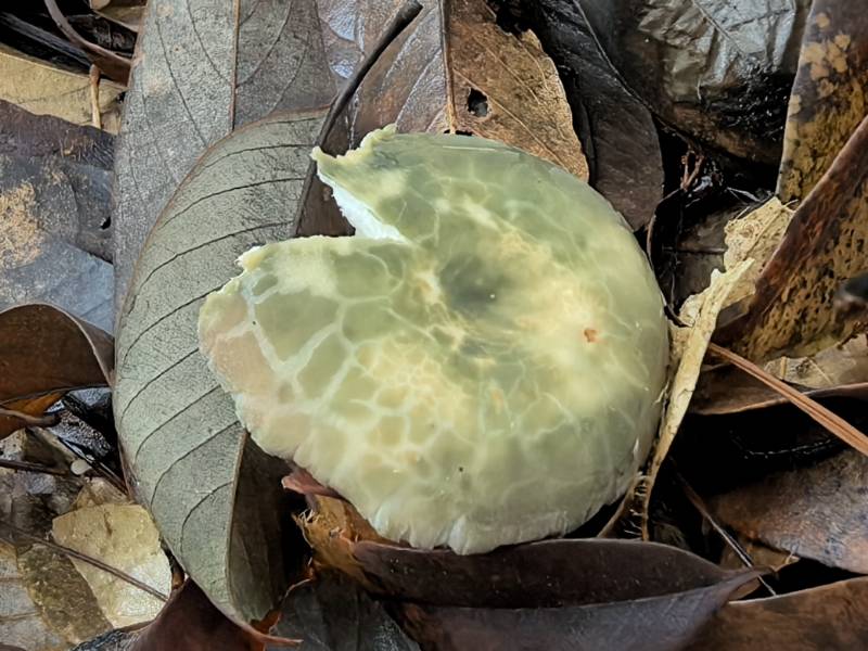 变绿红菇复合群