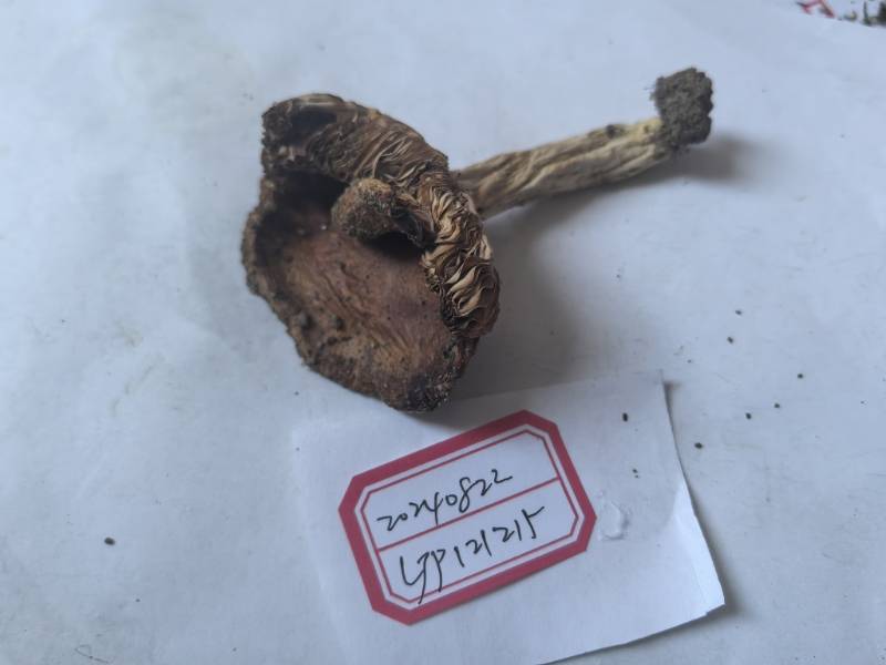 近桂黄红菇