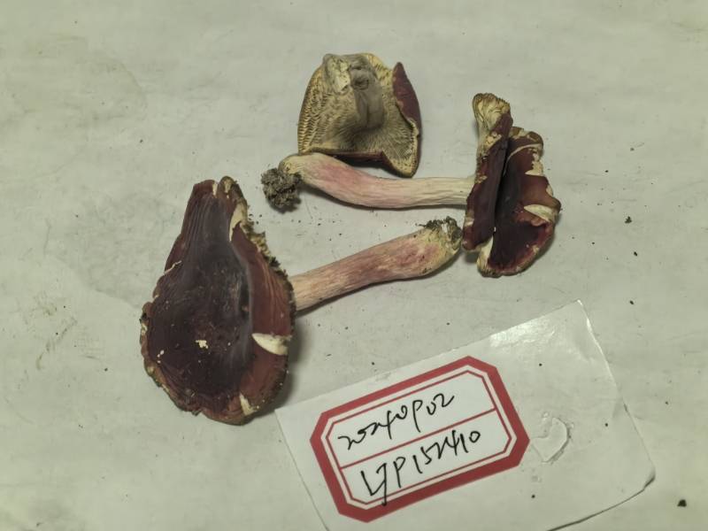 鳞盖红菇