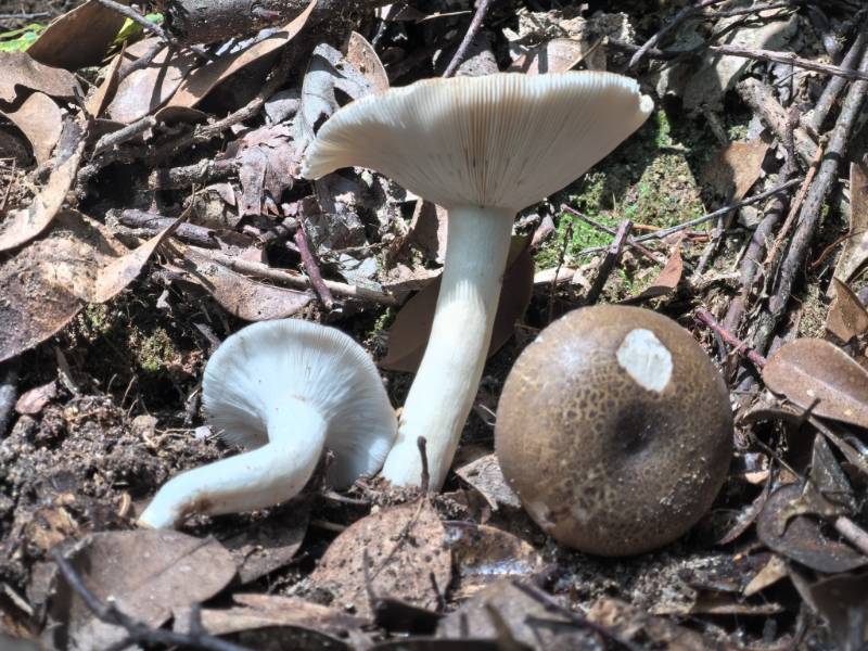 鼎湖红菇