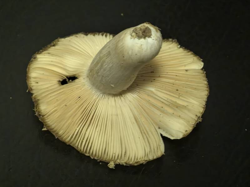 红菇