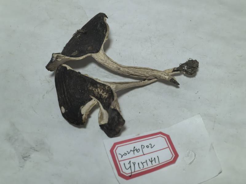 鼎湖红菇