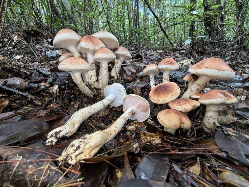 小孢黏滑菇