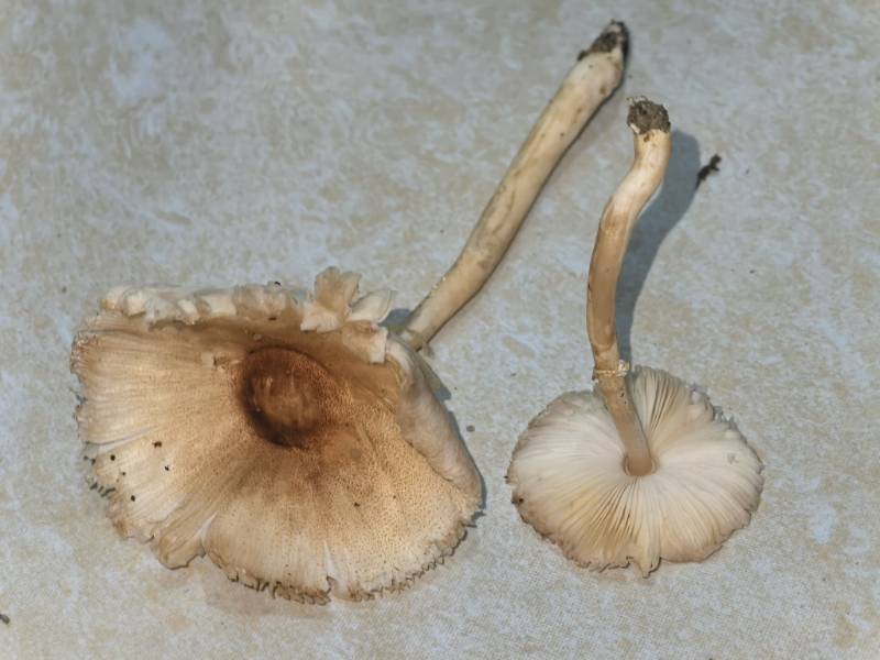 橘黄白鬼伞
