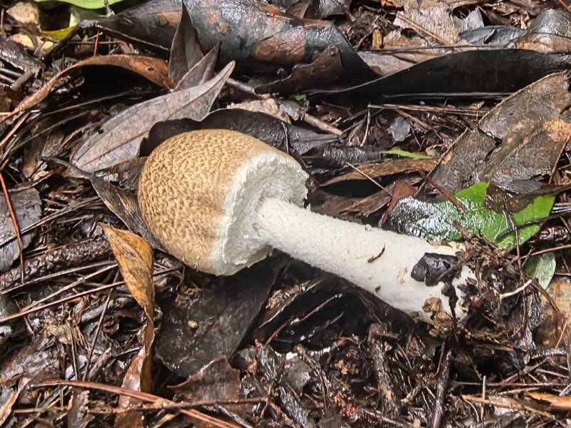 伞菌