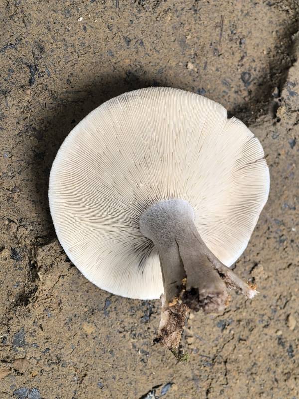 火炭菌