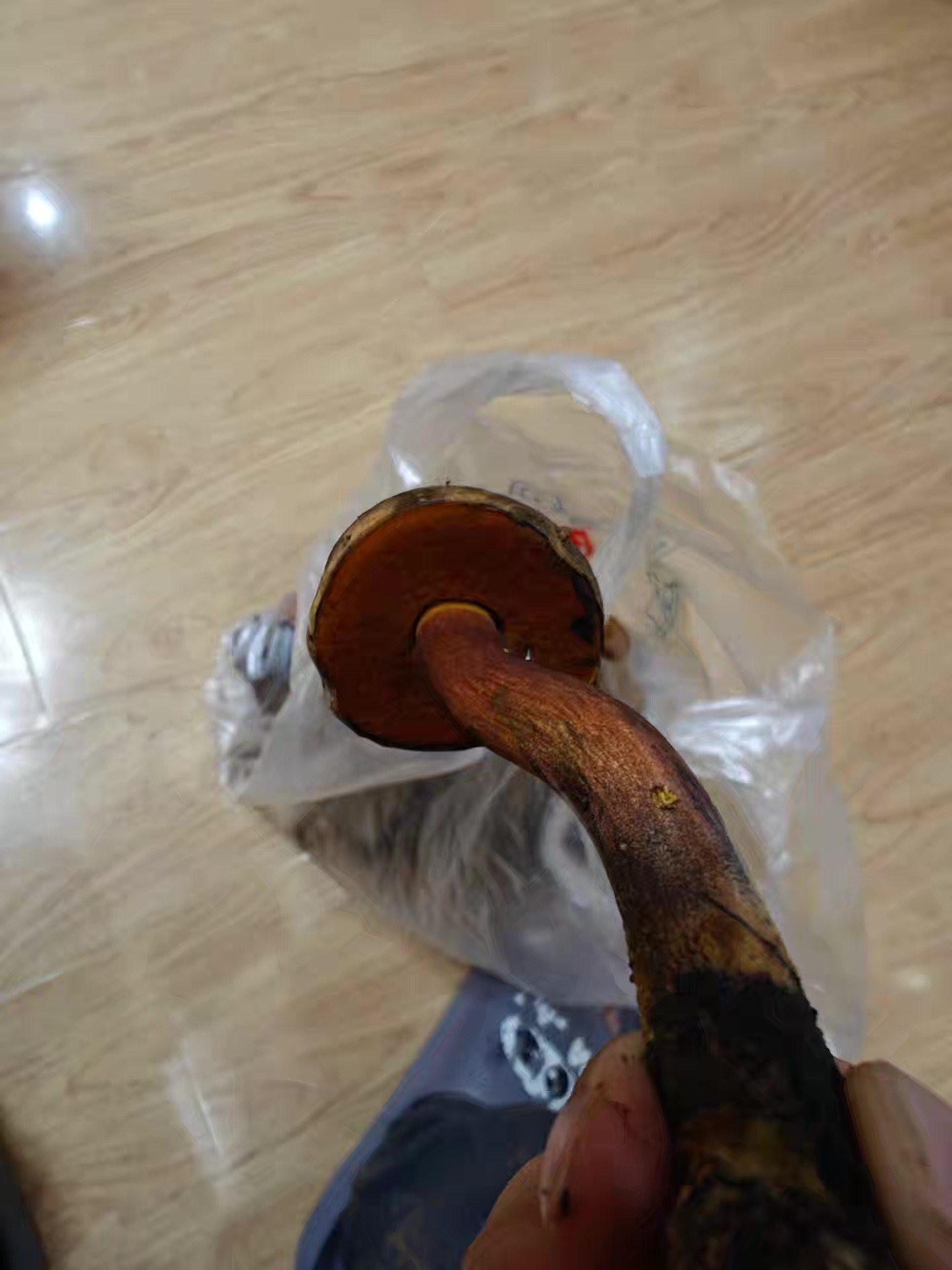 标本图片