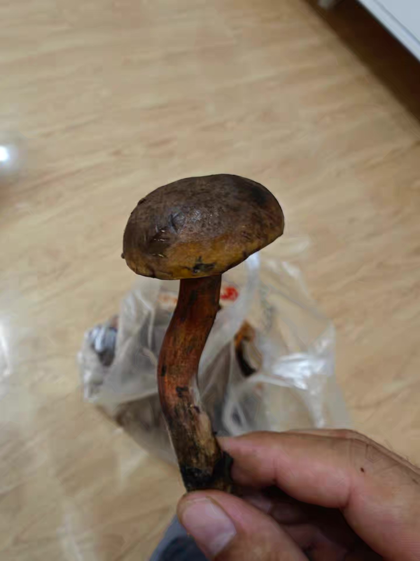 标本图片
