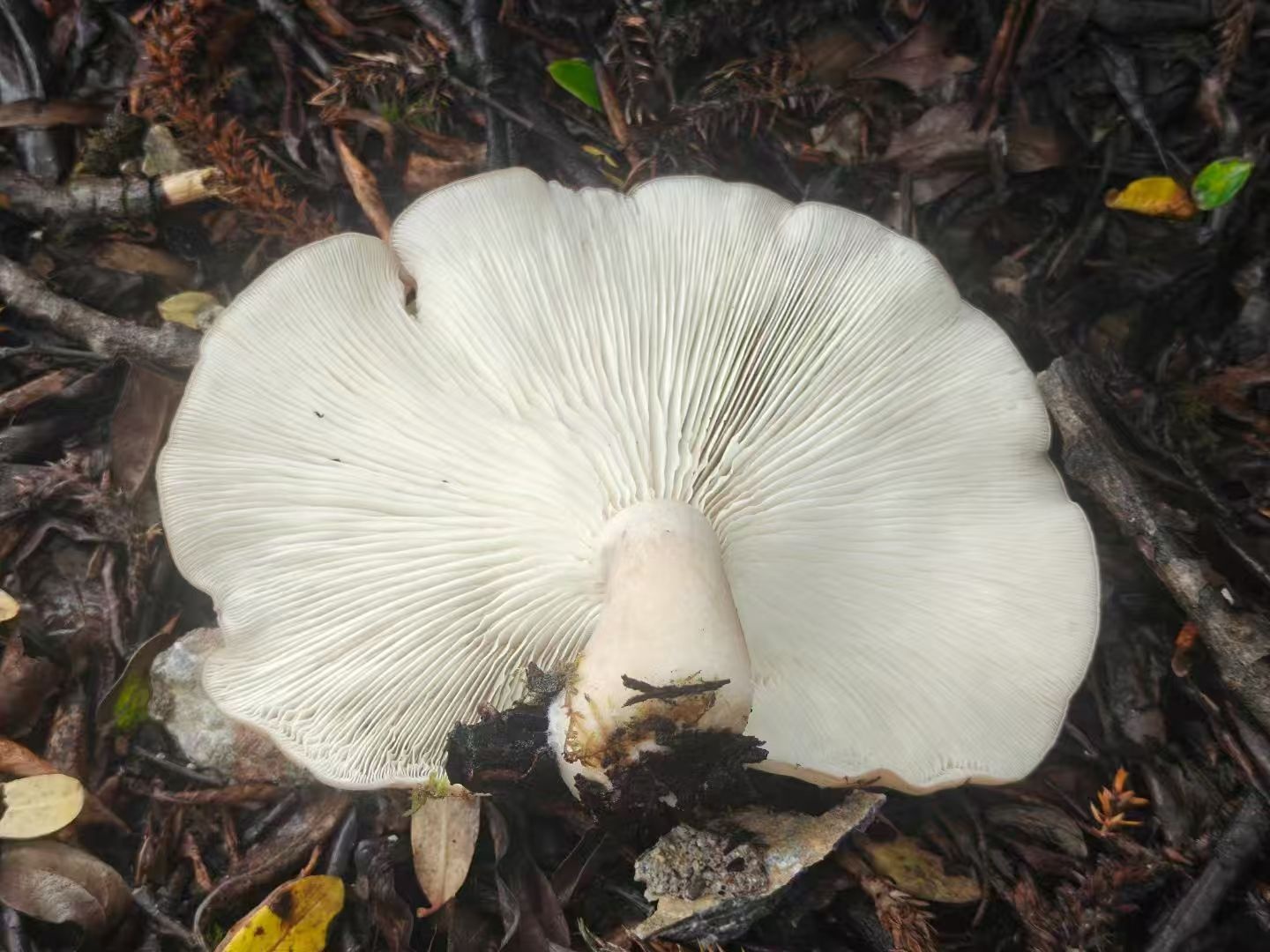 玉蕈离褶伞