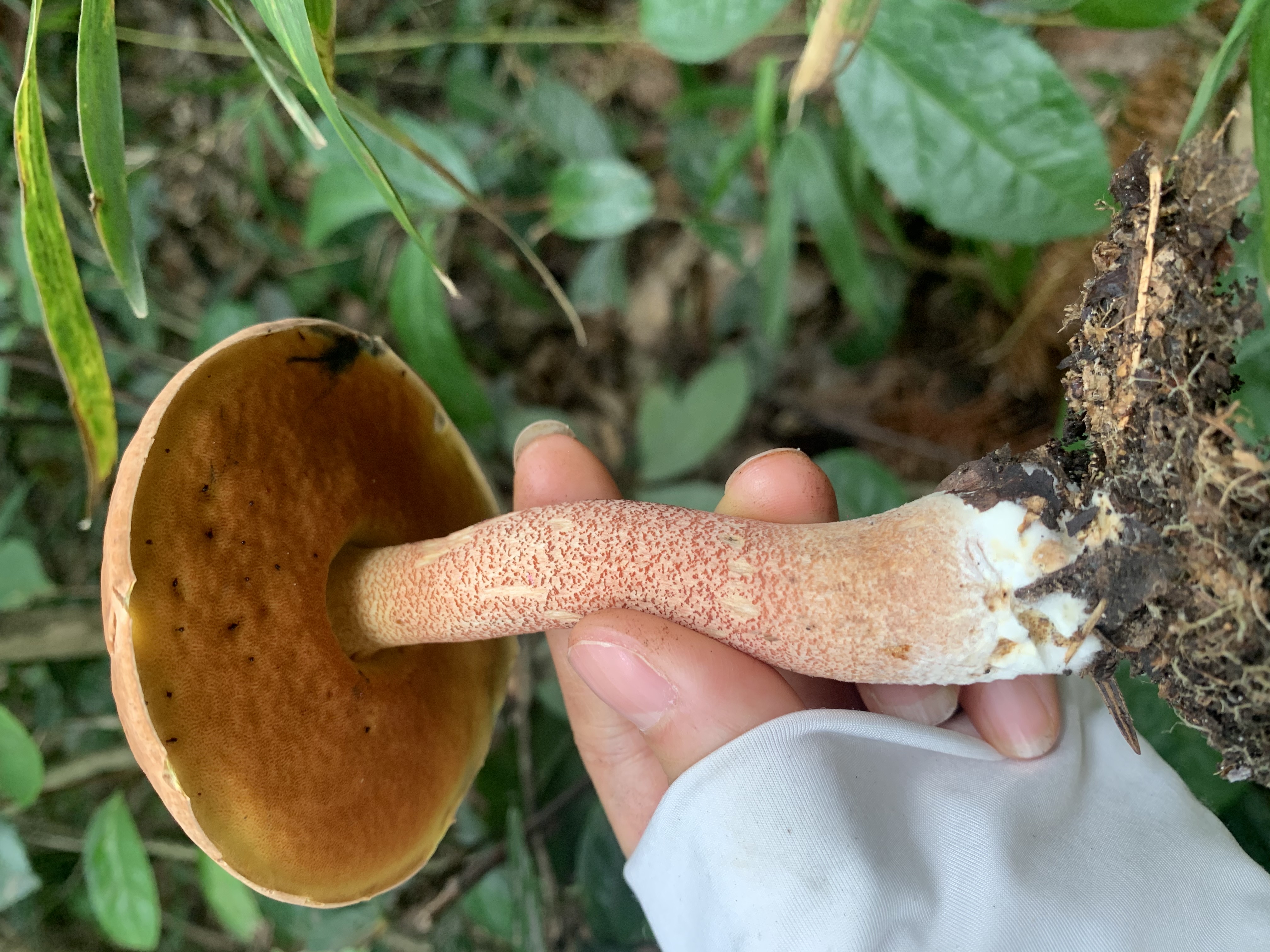 标本图片