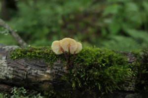 金针菇