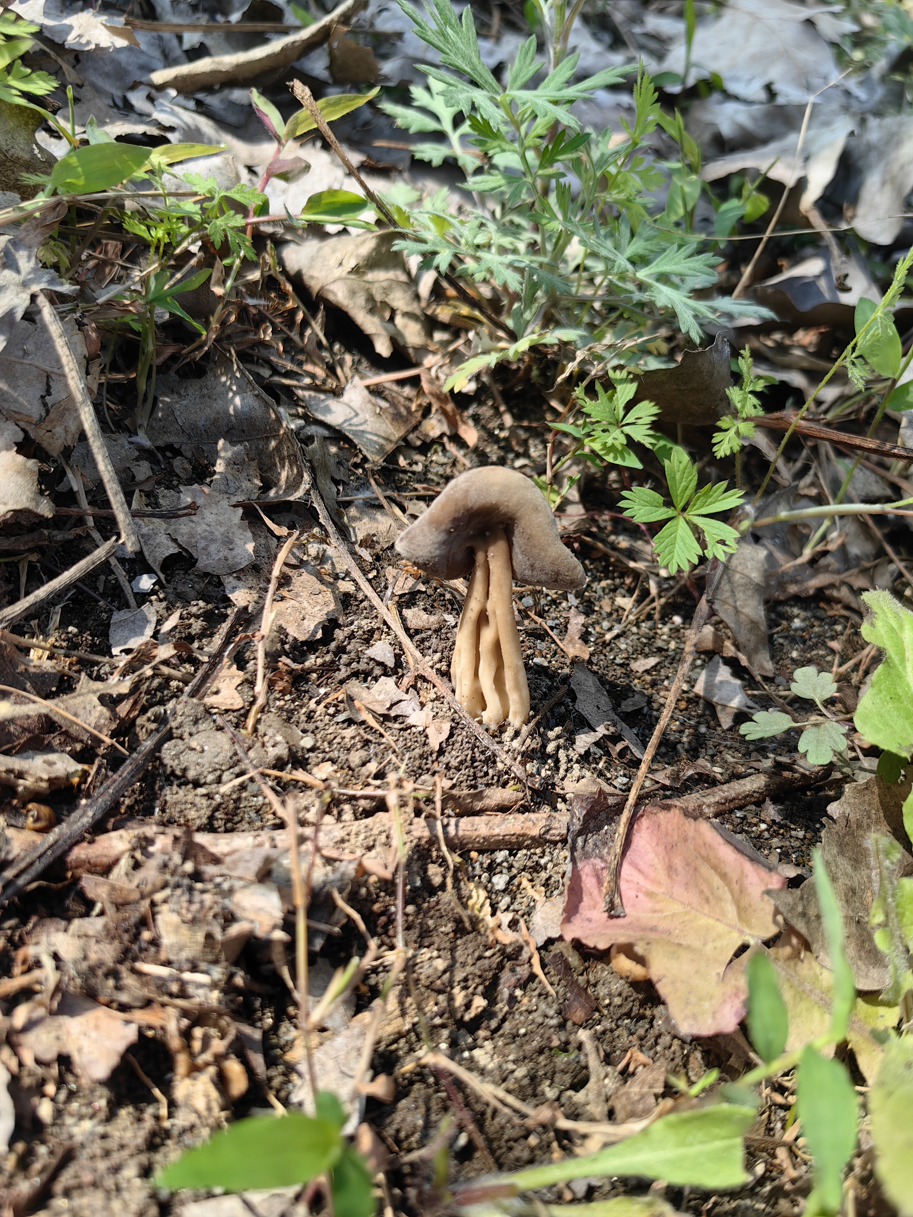 马鞍菌