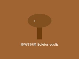 美味牛肝菌